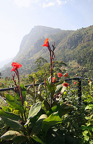 04 Calla Lilies and Hotel in the Highlands, Sri Lanka